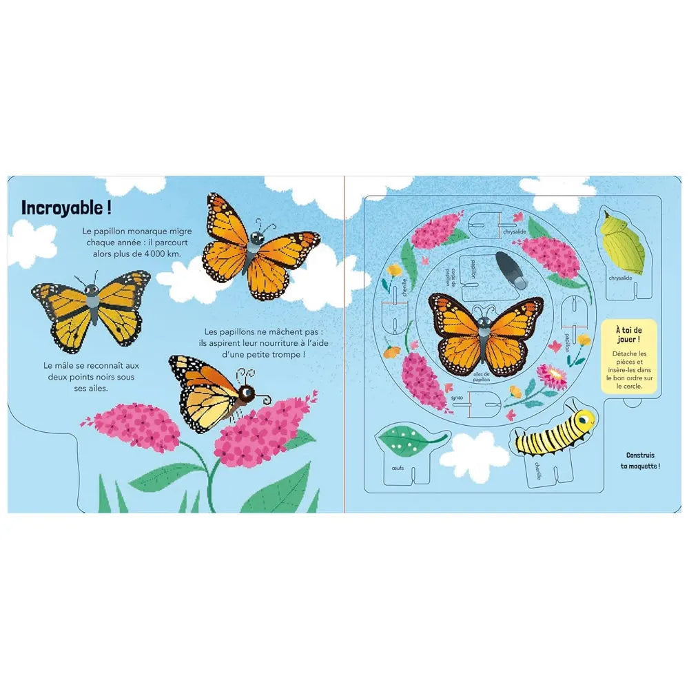 Papillons – Quand la Chenille Devient Papillon