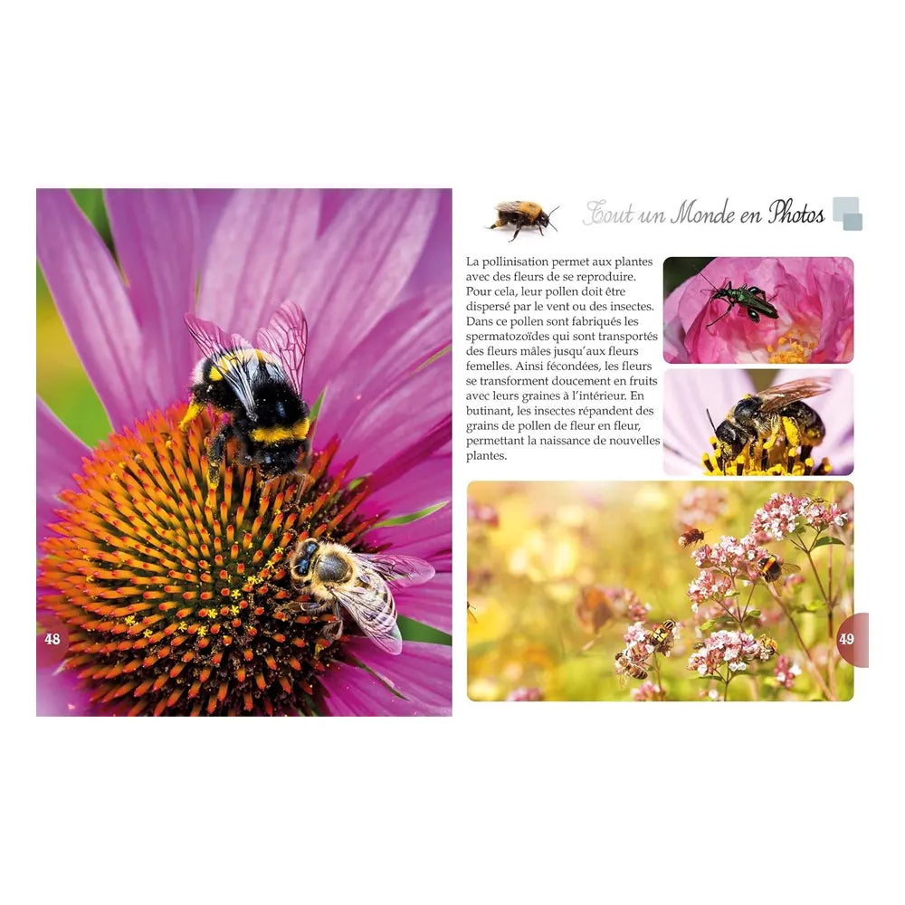 Les Insectes – Tout un Monde en Photos