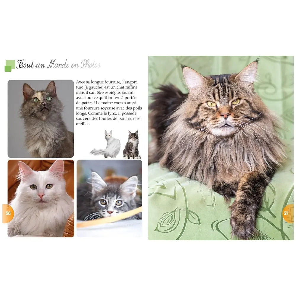 Les Chats – Tout un Monde en Photos